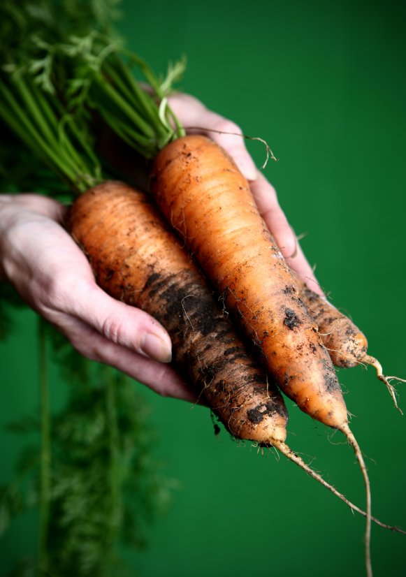 organic, 100 percent organic, fresh carrots, farm grown